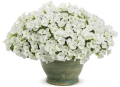 miniwhite_charm_mono.jpg.webp