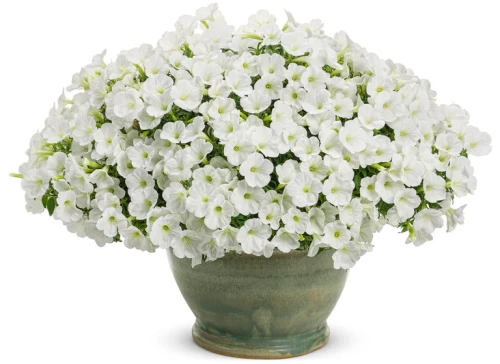 miniwhite_charm_mono.jpg.webp