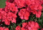 Pelargonia rabatowa kolor koralowy Pelargonium Zonale Greco