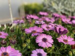 Stokrotka afrykańska Osteospermum różowe sadzonki
