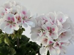 Pelargonia rabatowa biały róż Pelargonium Zonale white rose sadzonki