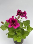 Pelargonia angielska GRANDIFLORUM Aristo Burgundy
