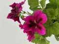 IMG_2644.JPG