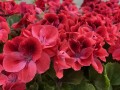IMG_4303.jpg