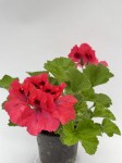 Pelargonia angielska GRANDIFLORUM Aristo Claret 