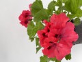IMG_2652.JPG