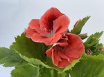 Pelargonia angielska GRANDIFLORUM Aristo Orange sadzonki