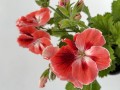 IMG_2648.JPG