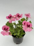 Pelargonia angielska GRANDIFLORUM Aristo Pink sadzonki