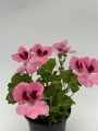 IMG_2629.jpg