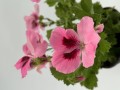 IMG_2633.JPG