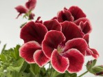 Pelargonia angielska GRANDIFLORUM Aristo Red Beauty sadzonki (1)