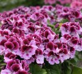 IMG_4296.jpg