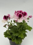 Pelargonia angielska GRANDIFLORUM Elegance Alexia sadzonki 