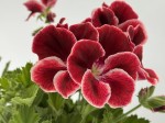 10 szt. Pelargonia angielska GRANDIFLORUM mix kolorów sadzonki