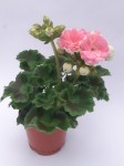 Pelargonia rabatowa biały róż pudrowy Pelargonium Zonale Salmon Queen sadzonki