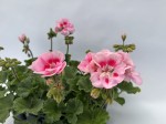 10 szt. Pelargonia rabatowa Zonale kolor jasnoróżowy z oczkiem (Pelargonium Zonale) sadzonki