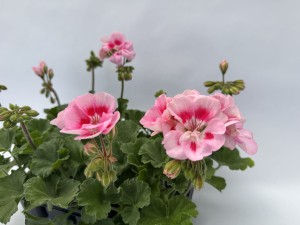 10 szt. Pelargonia rabatowa Zonale kolor jasnoróżowy z oczkiem (Pelargonium Zonale) sadzonki