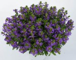 6 szt. Scewola (Scaevola) niebieska, sadzonki