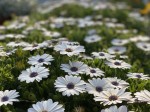 Stokrotka afrykańska Osteospermum białe sadzonki