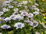 Stokrotka afrykańska Osteospermum jasny fioletowy 3D sadzonki