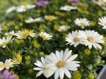 Stokrotka afrykańska Osteospermum kremowy pełny 3D sadzonki 