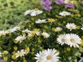 IMG_0676.jpg