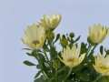 IMG_4074.jpg