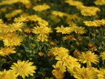 Stokrotka afrykańska Osteospermum 3D Yellow sadzonki