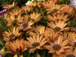 Stokrotka afrykańska Osteospermum pomarańczowy sadzonki