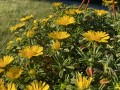 IMG_0767 2.JPG