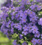 Bakopa Bacopa (Sutera) niebieska, sadzonka