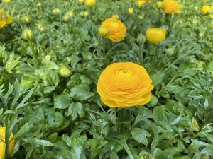 Jaskier azjatycki (Ranunculus asiaticus) sadzonki, kolor żółty