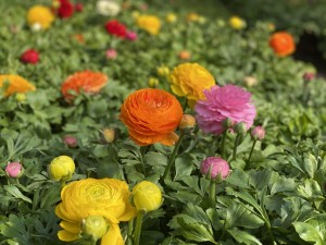 Jaskier azjatycki mix 5 szt. (Ranunculus asiaticus)  sadzonki, różne kolory