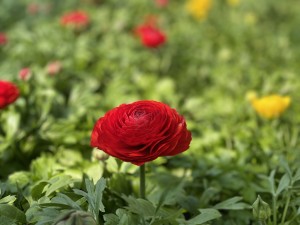 Jaskier azjatycki (Ranunculus asiaticus) sadzonki, kolor czerwony