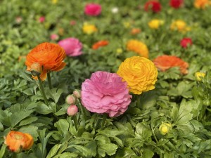 Jaskier azjatycki mix 3 szt. (Ranunculus asiaticus) sadzonki, różne kolory