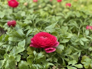 Jaskier azjatycki (Ranunculus asiaticus) sadzonki, kolor ciemny róż 