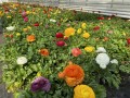 IMG_0491.JPG