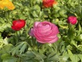 IMG_0501 2.JPG