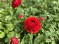 IMG_0506 2.jpg