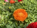 IMG_0508 2.JPG