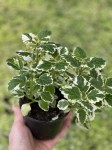 Komarzyca (Plectranthus Variegata), sadzonki odstraszajce komary