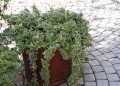 plantbook.co.za_plectranthus-aliciae13.jpg
