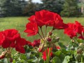 IMG_4886.JPG