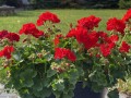 IMG_4887.jpg