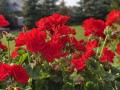 IMG_4888.jpg