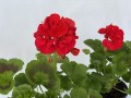 IMG_5548.JPG