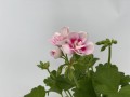 IMG_4024.jpg