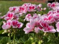 IMG_4864.JPG