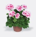 Pelargonium-Flower-Fairy-White-Splash-001.jpg